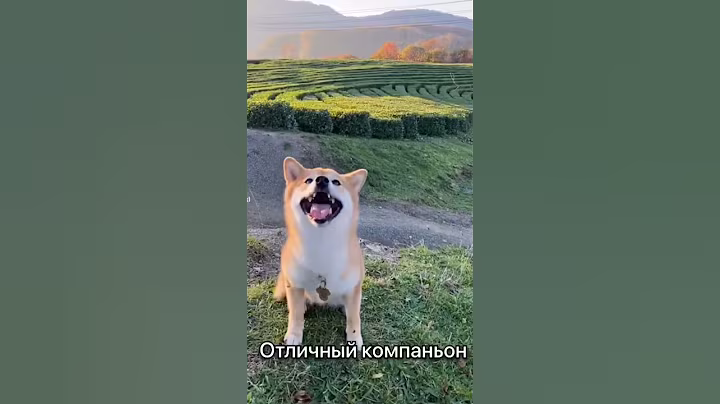 Что вас ждёт если заведете щенка сиба-ину #сибаину
