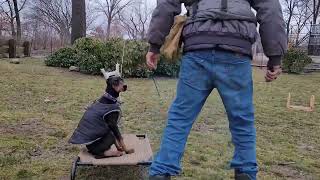Puppy Training Doberman Pinscher
