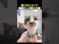 触り方によって喉鳴らしが変わる猫
