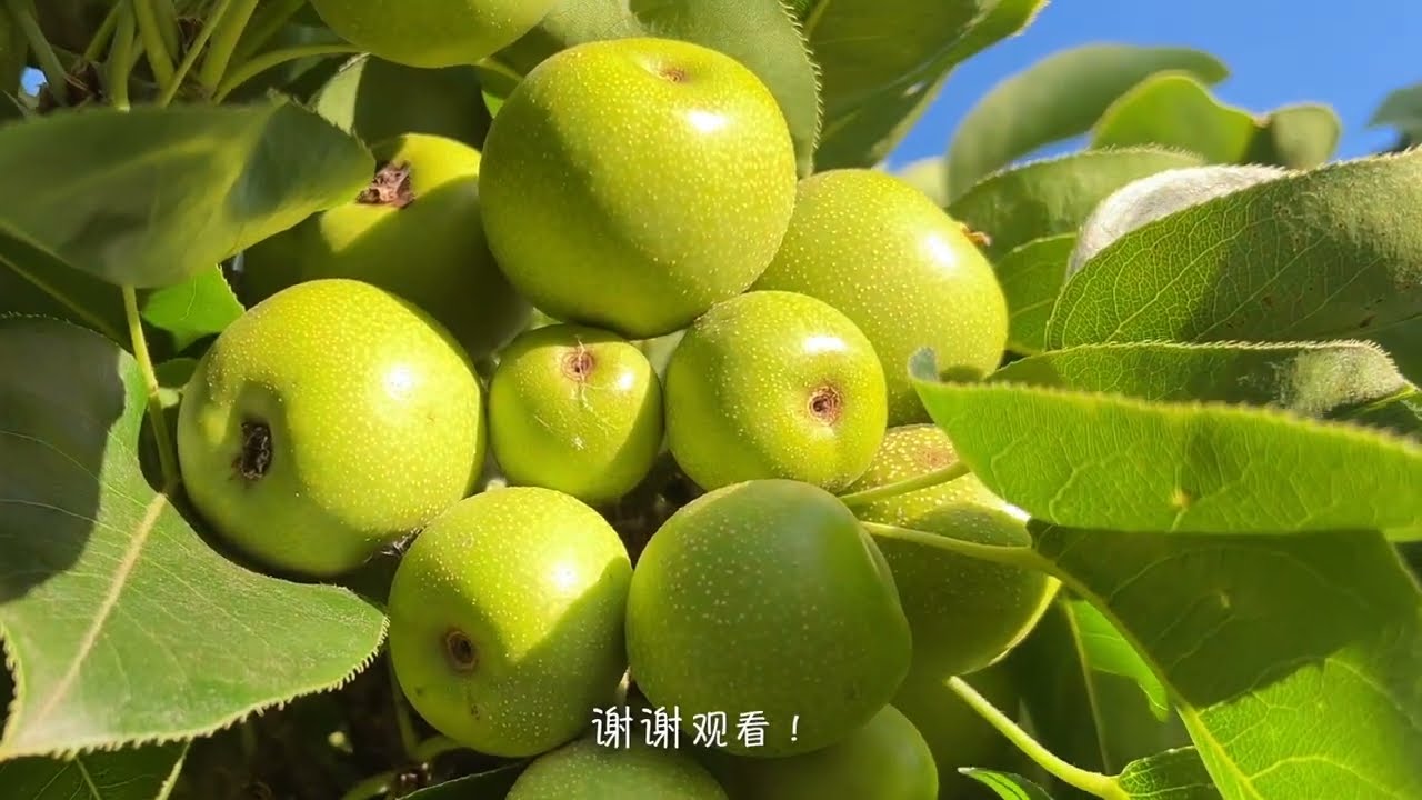 梨树的修剪，重剪和轻剪体现在一棵树上。枝条断了该怎么补救？