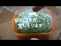 ミズ（ウワバミソウ、山菜）塩漬け / Pickle the MIzu(wild vegetables) in salt　【AKITA Cooking (13)】（※ミズコブもこれでオッケー！。）