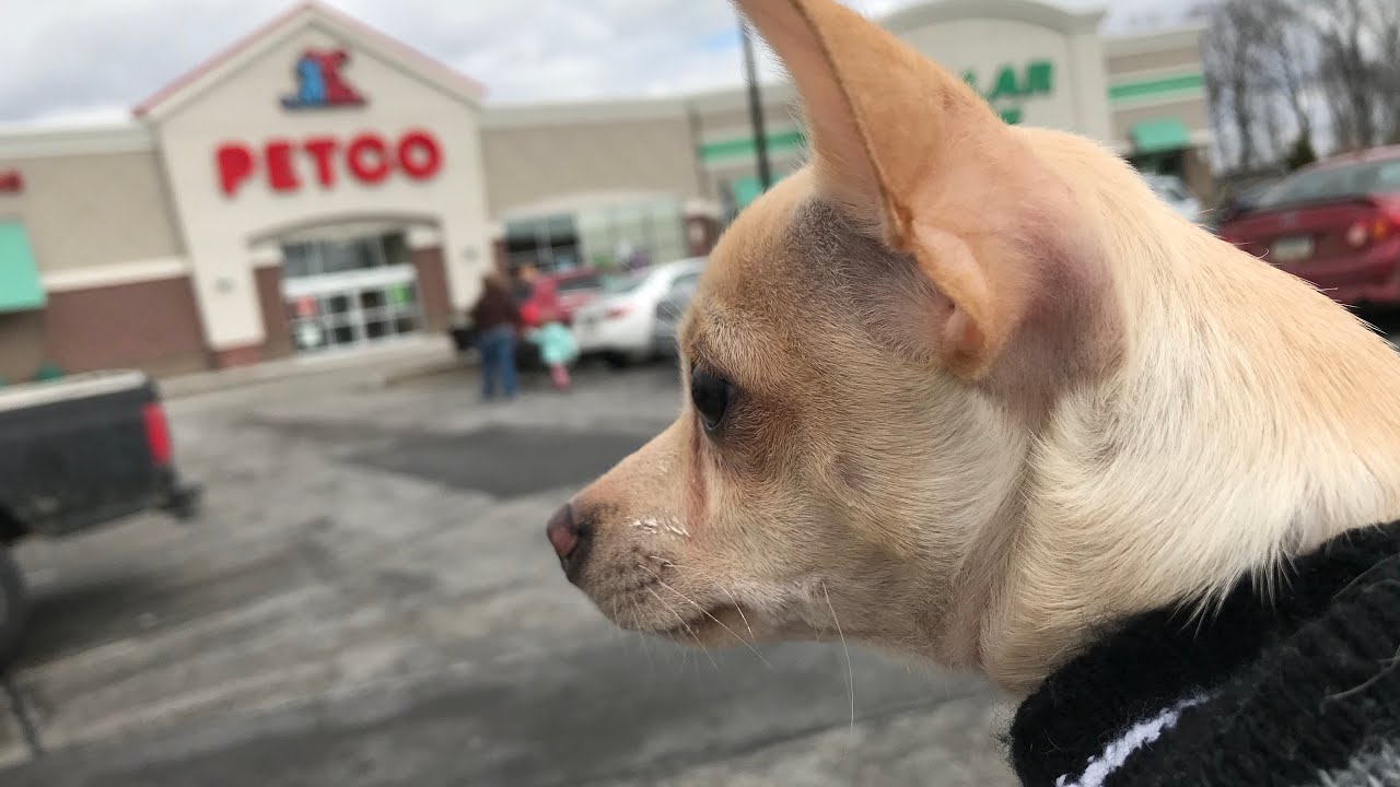 Shop With Me And My Dog At Petco YouTube