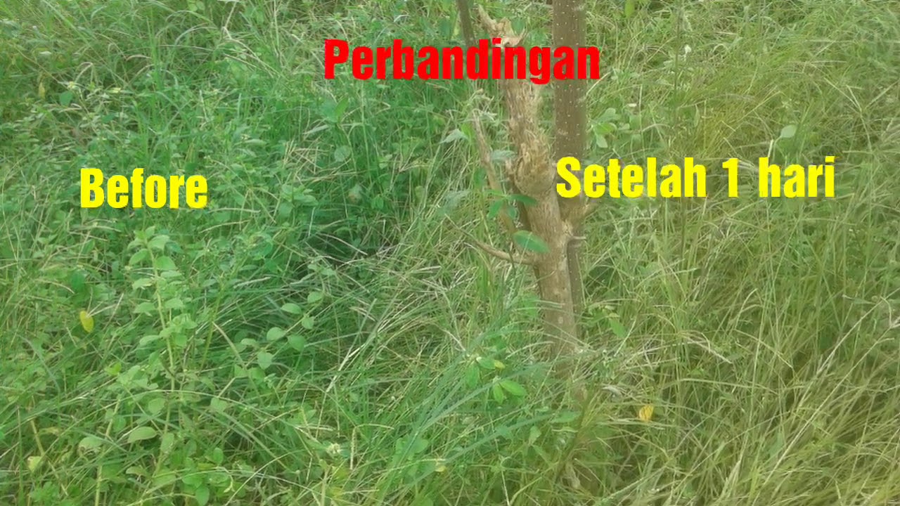Racun Rumput Lulangan/ Belulang (Sippo Tedong) 