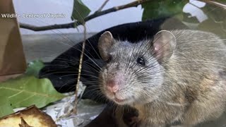 Alleghany wood rats relocated to Ohio