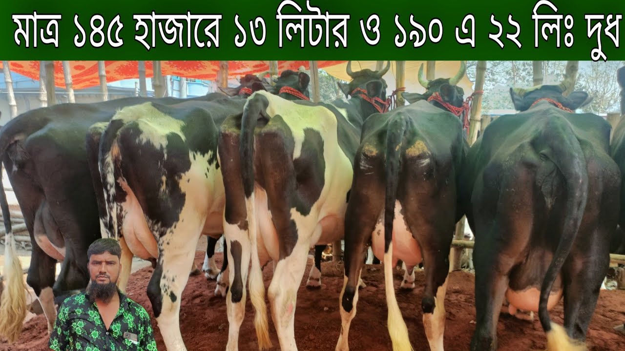 রমজান মাস কাস্টমার নেই বাজার খারাপ মাত্র ১৪৫ হাজারে বাচ্চা সহ ১৩ লিঃ ও ১৯০ হাজরে ২২ লিঃ দুধের গাভী।