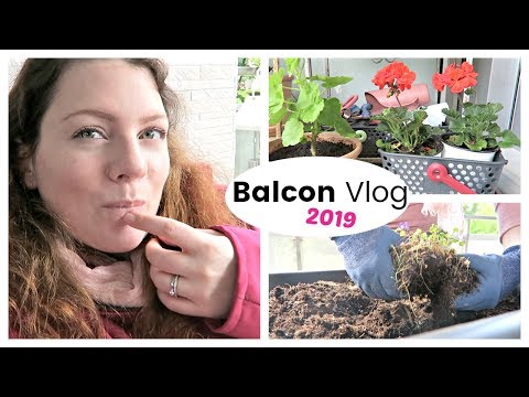 BALCON VLOG - Rempotages, déco et sorties des plantes au printemps | Vlog jardinage au balcon