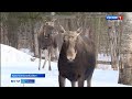 Беременные костромские лосихи вернулись на летние квартиры