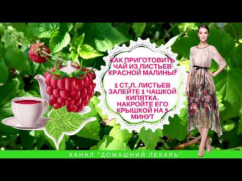 Чай из листьев малины - Домашний лекарь - выпуск №102