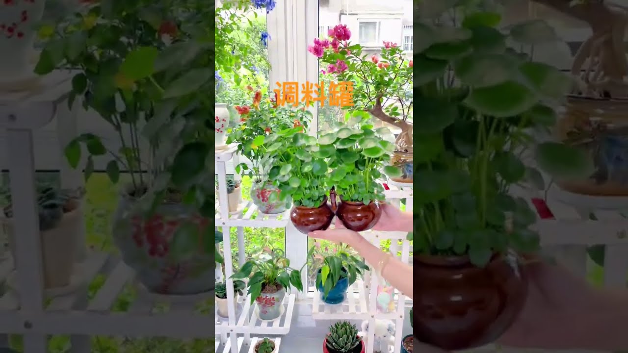 Let Me Shoot A Video With My Daughter S Hand Daily Care For Pennywort Plenty Of Water Ple