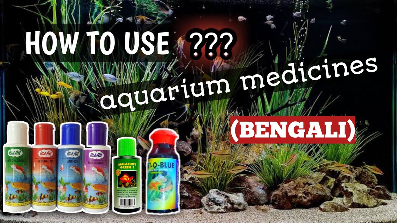 HOW TO USE MEDICINES IN AQUARIUM (BENGALI) YouTube
