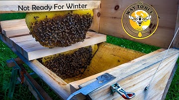 Top Bar Hive Inspection September 1st 2025 Bee-Mindful Design Update.