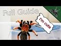 How to TARANTULA? Complete beginner guide 101