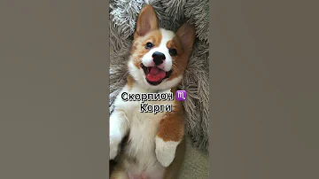 Какая порода собак подходит тебе по гороскопу.#shorts