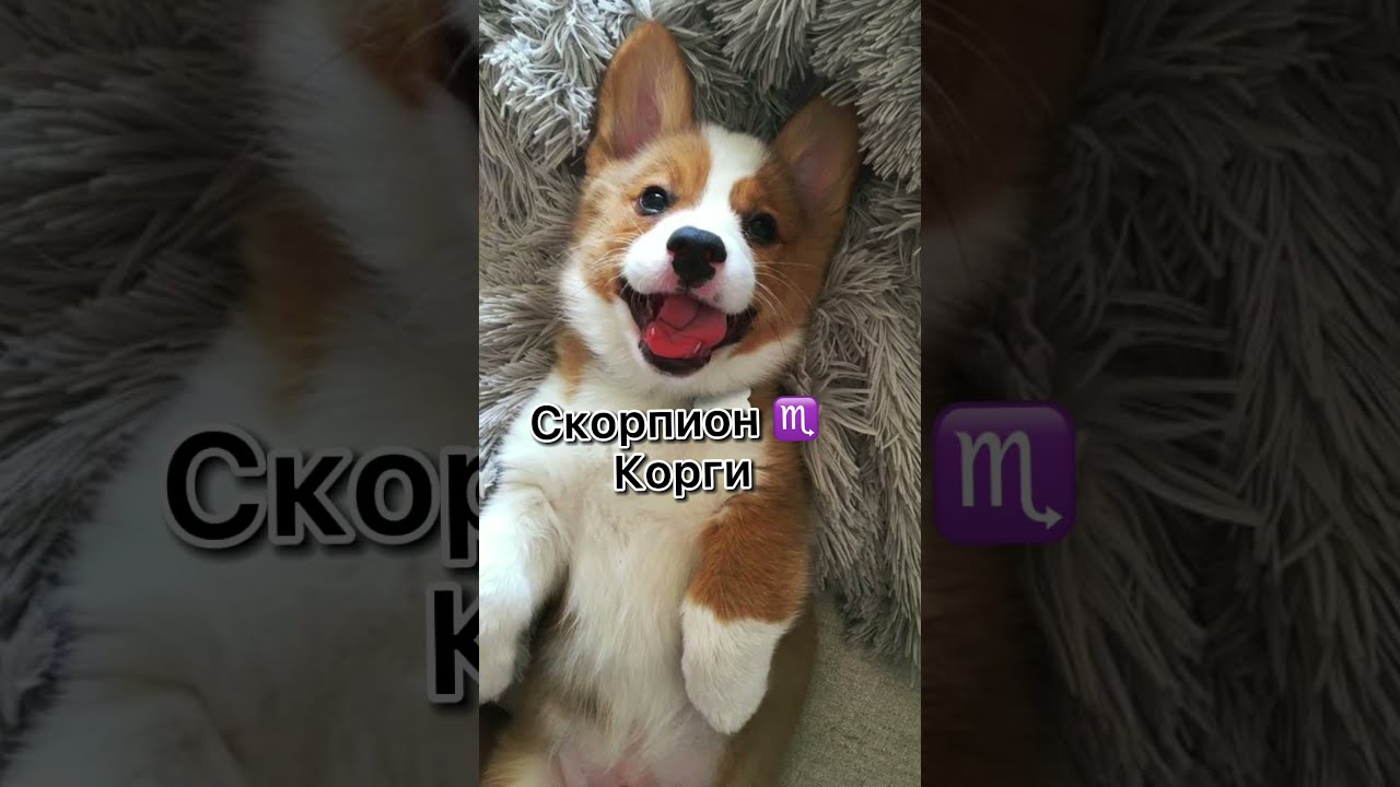 для каких собак мелких пород подходят