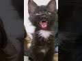 Black cat viral   reaction cat viral funny shorts youtubeshorts