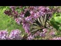 Iphiclides podalirius - Lepidoptera - Смарженці - 30.04.2016