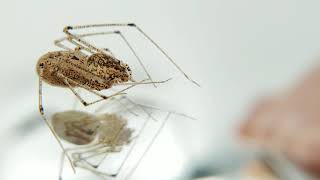 Spitting Spider (Scytodes longipes) exhibiting its 'spitting' behavior.