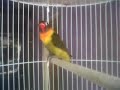 Nama Burung Lovebird
