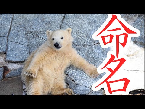 Live Stream] Polar Bear Cub: Name Reveal - YouTube