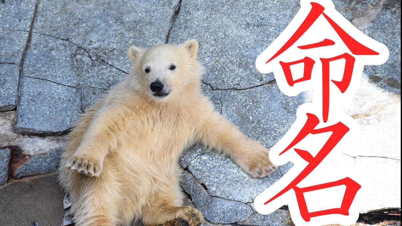 【ライブ配信】ホッキョクグマの赤ちゃん　名前発表