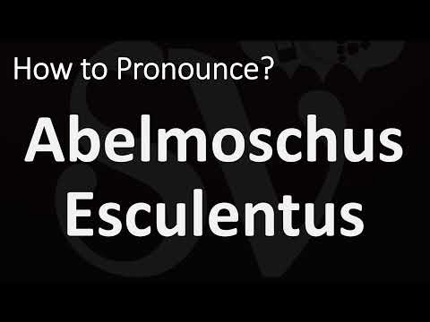 Vidéo: Que signifie abelmoschus ?