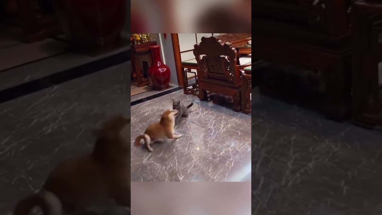 Dog Spinning Circles Around Cat