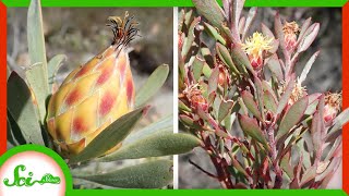 Famous These Plants Are the Same Species Net Worth