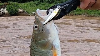 Bassday Sugar Minnow Bottom Twicher 50ES | ลืมเปิดกล้องไม่เป็นไร…คลิปยังไงอย่าเสียแล้วกัน😖
