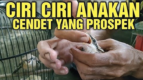 Cara Memilih Anakan Cendet Yang Prospek Dan Berkualitas