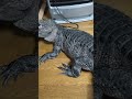 水槽メンテ終わって戻そうとしても帰る気無いレックス🐊