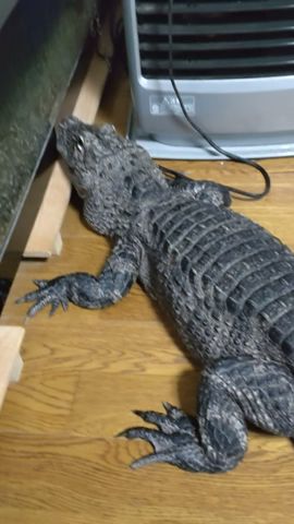 水槽メンテ終わって戻そうとしても帰る気無いレックス🐊