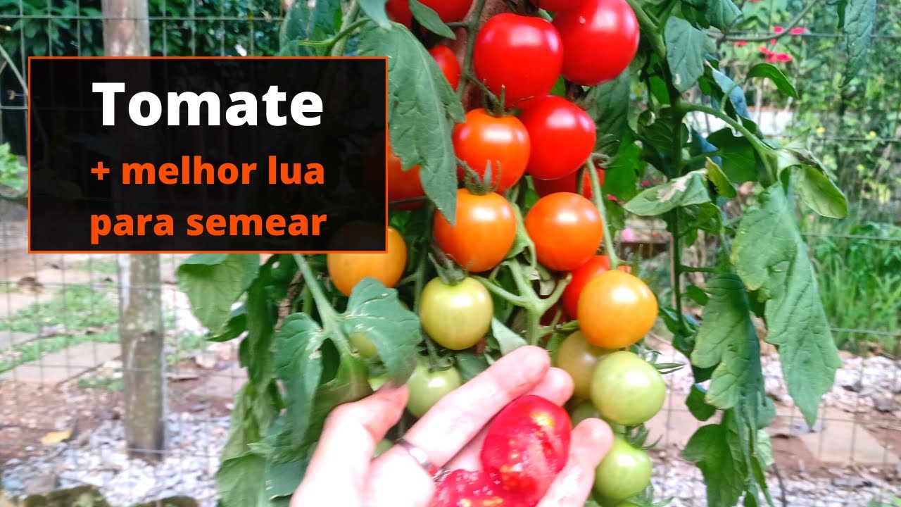 Tomate melhor lua de semear - YouTube