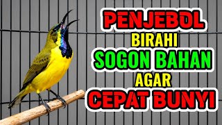 Download lagu Penjebol birahi‼️ Pancingan sogon bahan agar cepat bunyi