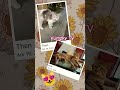 My Cats 😻 #coolvibes ♥️ #cat #animals #pets #nature