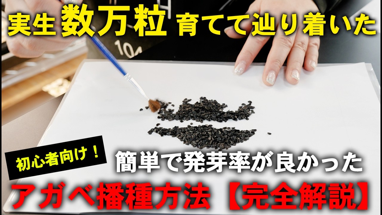 【アガベ実生】これで失敗しない！？実生4万粒育てて辿り着いたアガベ播種のやり方【47分完全解説】