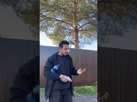    شاى الصنوبر فى روسيا