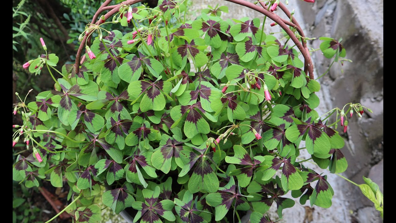 Cuidados del Oxalis tetraphylla Iron Cross- Trébol de la suerte - Trébol de 4 hojas - Cruz de Hierro