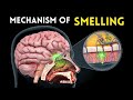 Mechanism of smelling  learn biology with musawir