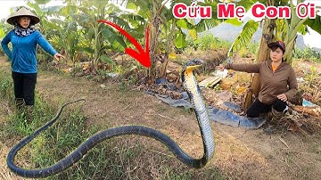 Cuộc Gọi Khẩn Cấp Của Hai Mẹ Con Phát Hiện 2 Con Rắn Hổ Mang Chúa Bò Vào Trong Vườn