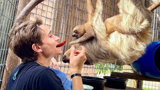 HOW TO TAME A BABY SLOTH ! WHAT HAPPENS ?!