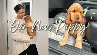 WE GOT A PUPPY! picking up our cocker spaniel + puppy supplies haul ✨