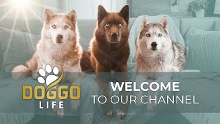 Welcome to DOGGO LIFE | A Channel Dedicated to Dog Parents