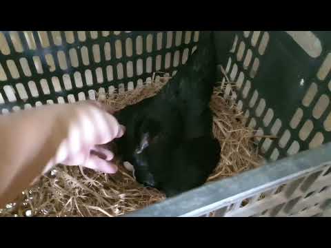 Video Gà Tre Bắc | Gà Tre Bắc Tít | Mái Ô Siêu Trứng | Long... - youtube