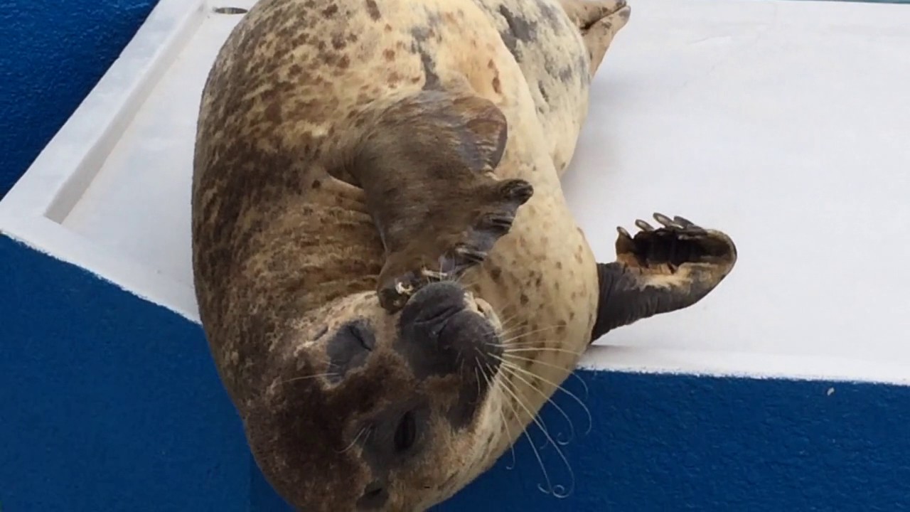 おもしろ動物 アザラシです 完全にやる気を無くしてしまっていますが 何故すごく可愛いくて すごく癒されます Youtube