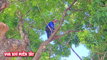 Vua khỉ cùng đồng nghiệp cưa nhiều cây Xà Cừ To tại Bình Dương (Phần 1/3)...