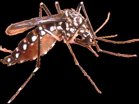 Suara penghilang nyamuk