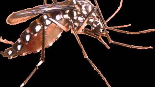 Suara penghilang nyamuk