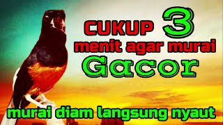 CUKUP 3 menit AGAR MURAI GACOR❗❗ sekali coba murai DIAM langsung bunyi❗❗