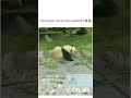 Panda kung fu  #funny #cute #animals #panda