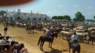 Saca de las yeguas 2018 (2)